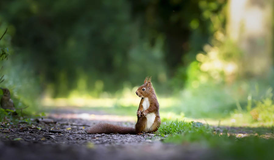 Гадание на желание на орешках